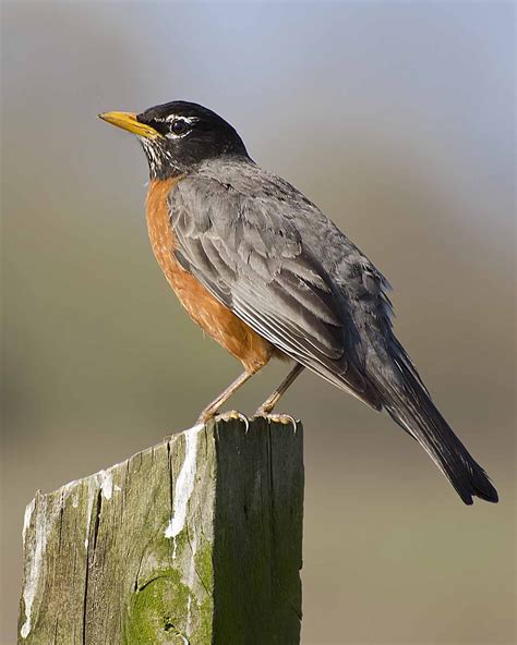 American Robin, Michigan state bird | State birds, Pet birds, Backyard ...