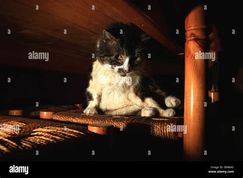 Cat hiding under dining table Stock Photo - Alamy