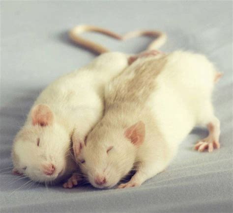 Fancy Rat Varieties: Fur Color, Eye Color, Coat Type, and Markings ...