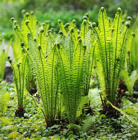 fiddlehead ferns — sparrow gardens