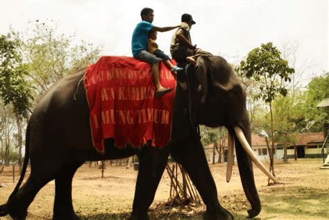 Pusat Konservasi Gajah Way Kambas - Hello Indonesia