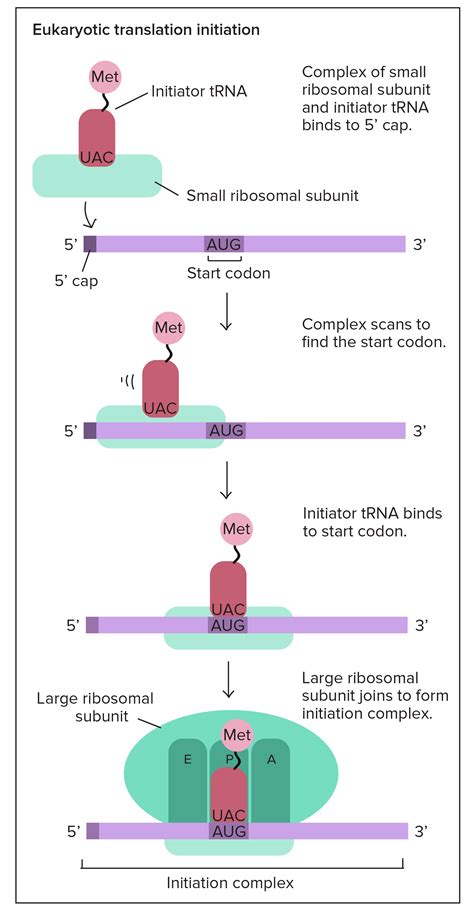 15. Elaborate how proteins' initiation, elongation, and termination ...