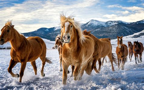 3840x2400 Horses Snow Running 4k 4K ,HD 4k Wallpapers,Images ...