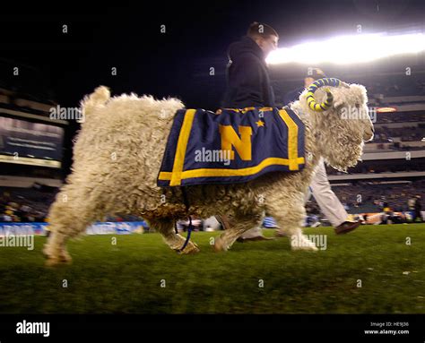 The U.S. Naval Academy mascot, Bill, watches from the sidelines as the ...