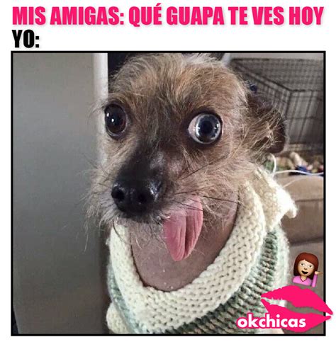 20 divertidos memes de perros que te harán llorar de risa | Memes ...