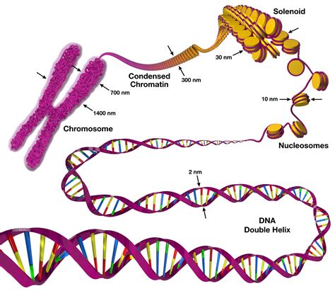 DNA to Chromosome | Art & Science Graphics