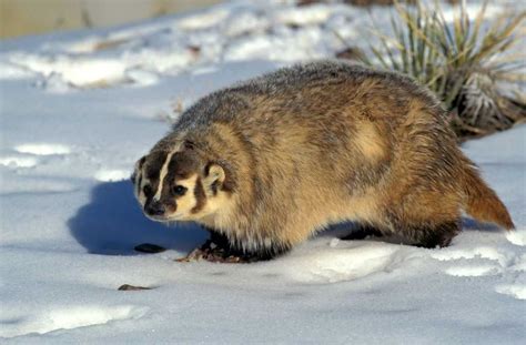 About American Badger - Behavior, Diet, Characteristics, & Facts