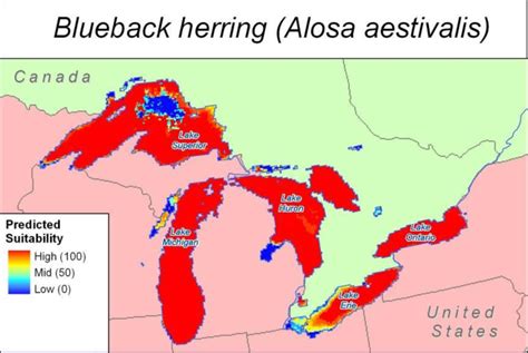 GARP-predicted habitat suitability of blueback herring (Alosa ...