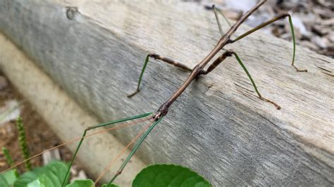 Stick Insect Camouflage