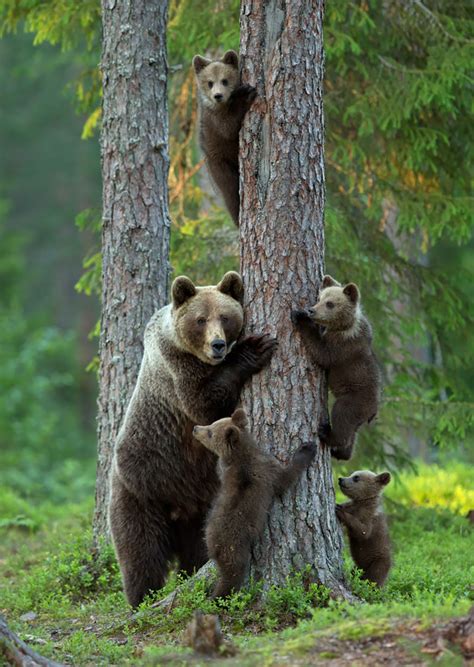 These Animal Families Posing In Pictures Will Make You Love Animals ...