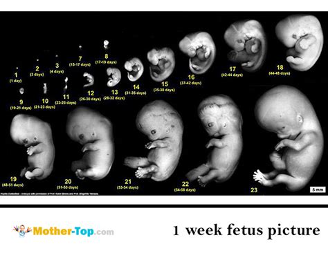 However, the first week of pregnancy is extremely important. Further ...