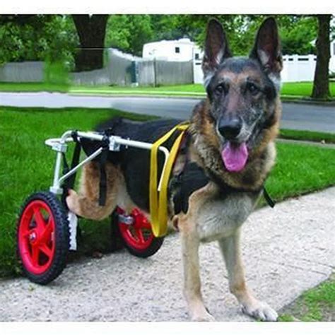 Pet-Wheelchair-Dog-Walking-Wheelchair-Disabled-Dog-Wheelchair-Pet ...