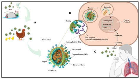 Microbiology Research | Free Full-Text | Avian Influenza: Could the ...