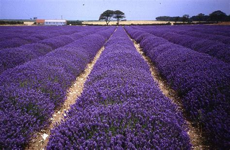 English Gardens: Norfolk Lavender Farm