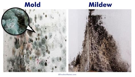 Is Black Mold Worse Than Other Mold at Patricia Ulloa blog