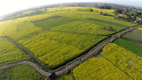 Aerial View of Flowering Canola Stock Footage Video (100% Royalty-free ...