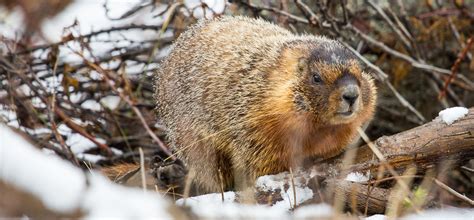 Yellow-bellied Marmot - Yellowstone National Park (U.S. National Park ...