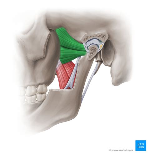 Lateral pterygoid: Origin, insertion and function | Kenhub