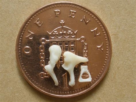 Bone 3, set of ossicles.