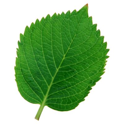 Mint Leaf PNGs for Free Download