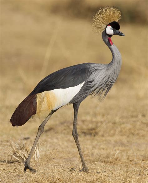 Grey Crowned Crane | Animal Database | Fandom