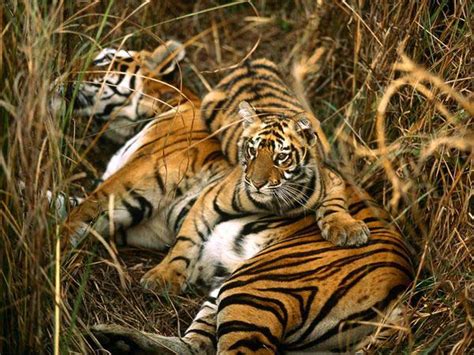 Bengal Tiger Facts, Bengal Tigers, White Bengal Tiger