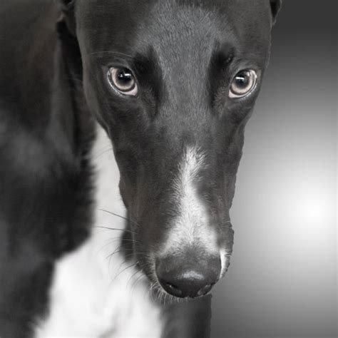 1,700+ Black Greyhound Stock Photos, Pictures & Royalty-Free Images ...