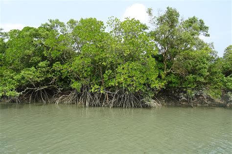 Mangrove forests disappearing faster than average forest loss - Market ...