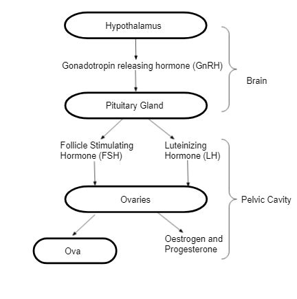 Female Reproductive Hormones