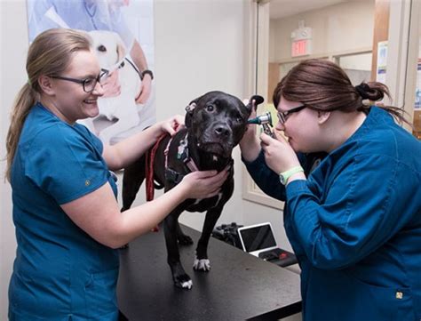 Veterinary Technician | Gateway Technical College