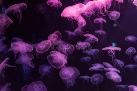 Moon Jellyfish Aurelia Aurita Purple Translucent Color and Purple ...