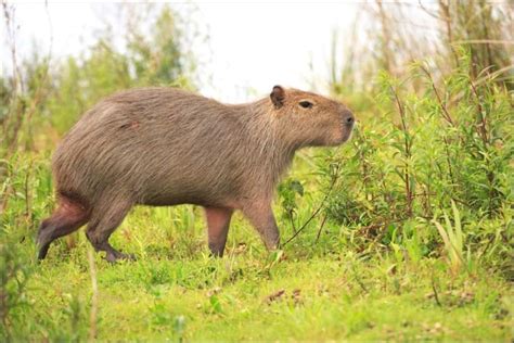 Capybara - A-Z Animals