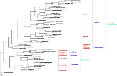 Phylogenetic relationships among 51 species of Acari inferred from ...