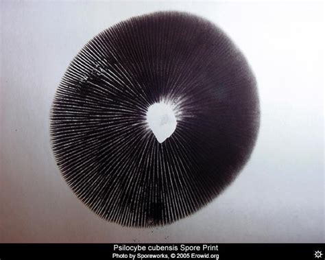 Erowid Plants Vaults : Images : psilocybe cubensis spore_print