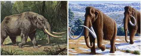 Mastodon or Mammoth? (U.S. National Park Service)