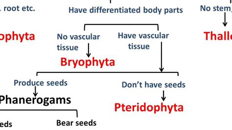 classification of plants and animals chart - Fomo