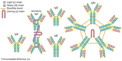 IgG | biochemistry | Britannica