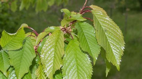 Les arbres caducs : le merisier | d | com