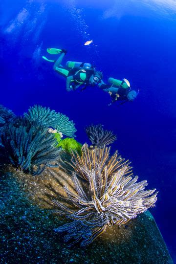 Khao Lak Scuba Diving - Resort Daytrips | Dive The World Thailand