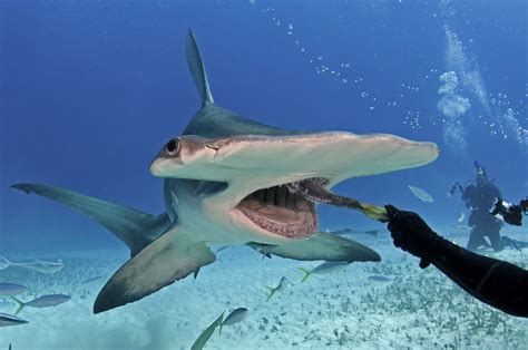 Hammerhead shark eats out of diver's hand - Men's Journal