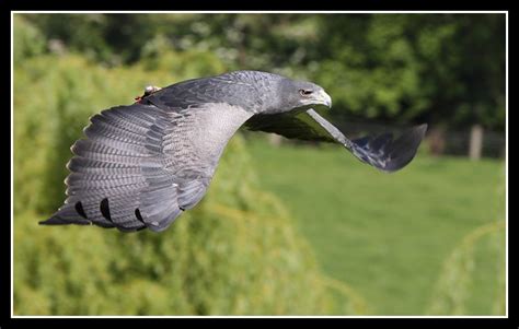 "grey eagle" - Google Search | Birds, Pewter color, Animals