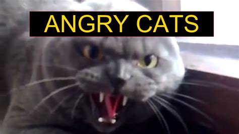 Angry Cats Compilation - Funny Cats Compilation - YouTube