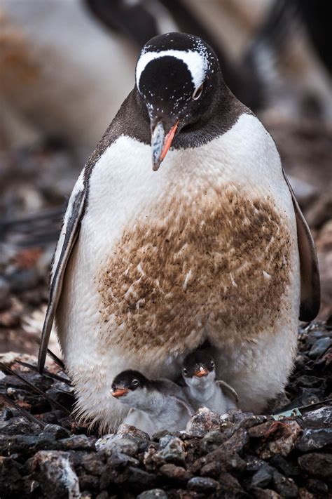 Wildlife - Antarctica