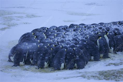 Emperor penguin huddle in snow, Antarctica, May - Stock Image - C041 ...