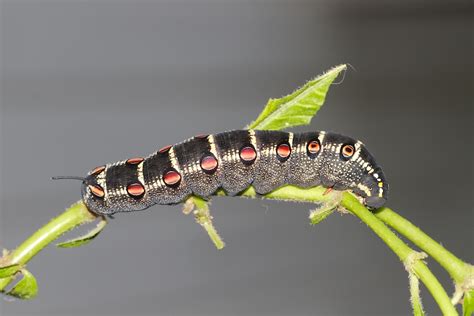 Hawk moth caterpillars in Townsville