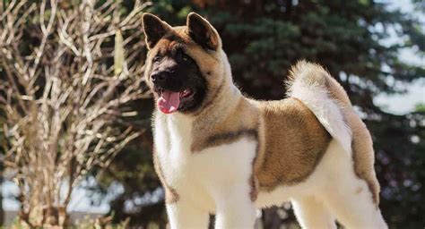 My Favorite Dog, The American Akita :blessed: | Sports, Hip Hop & Piff ...