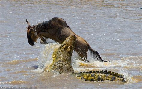 Wildebeest manages to dodge crocodile's teeth with last-second leap in ...