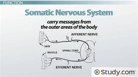 Somatic nervous system examples - tronicspoliz