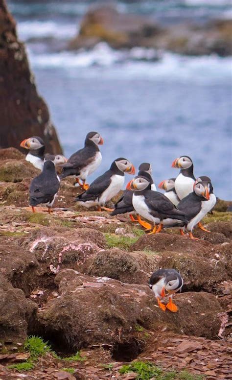 Where to See Some of the 600,000 Puffins in Newfoundland