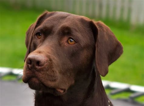 File:Labrador Retriever chocolate Hershey sit (cropped).jpg - Wikimedia ...